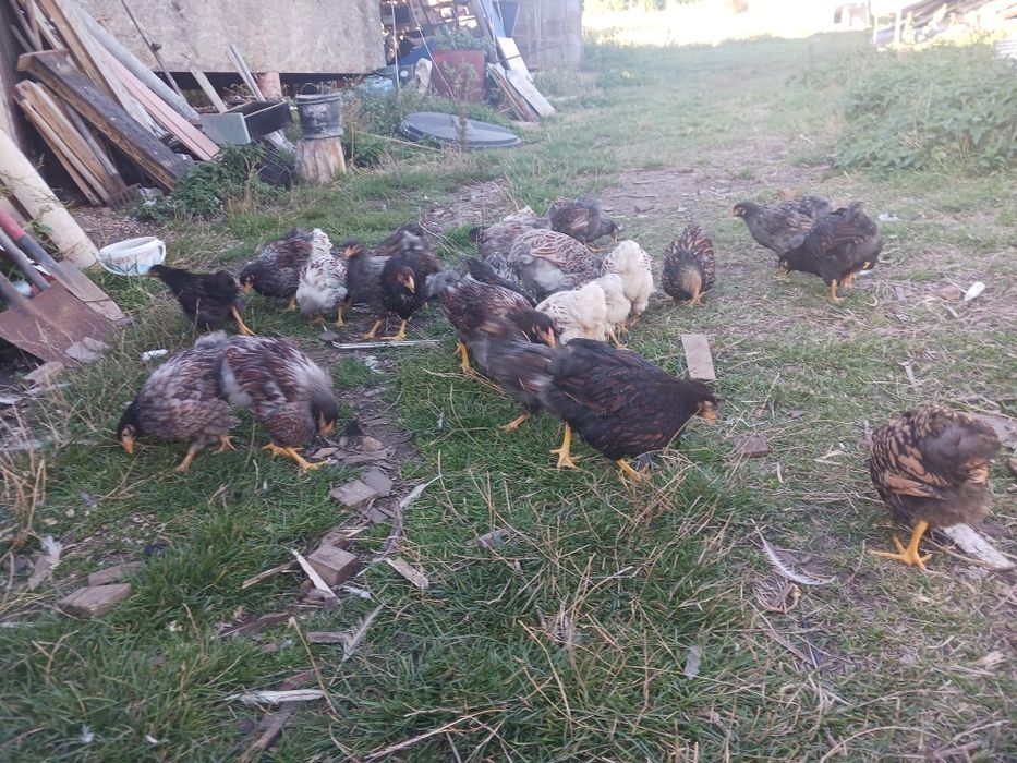 Cauta altă casă  o familie de wyandotte barat și o familie de wyandott