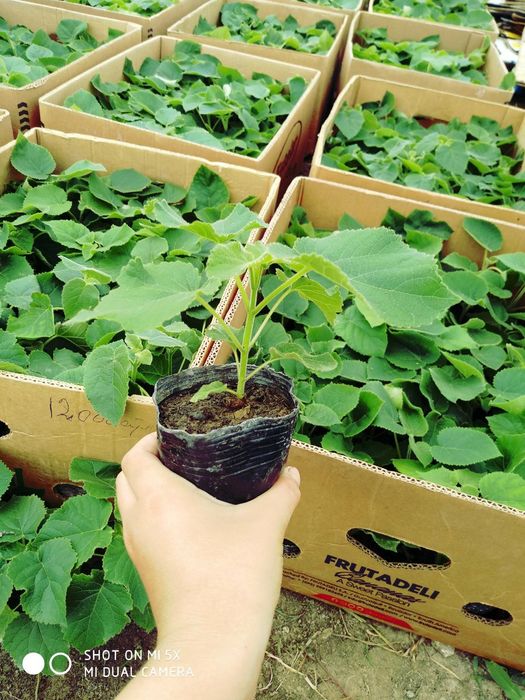 Pavloniya Nixolchalar tayyori bor Navi efte