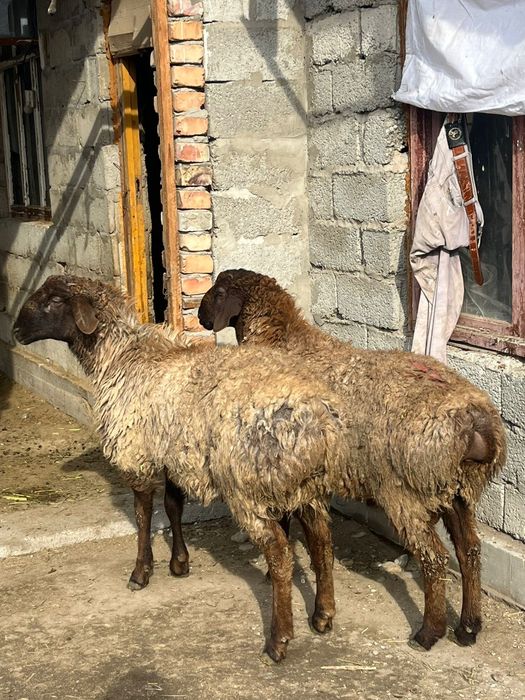 Тоқты қошқар сатылады