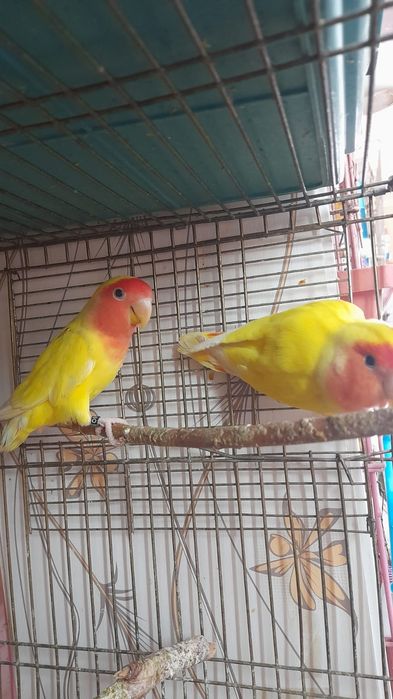 Попугаев неразлучников