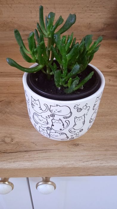 Комнатный цветок