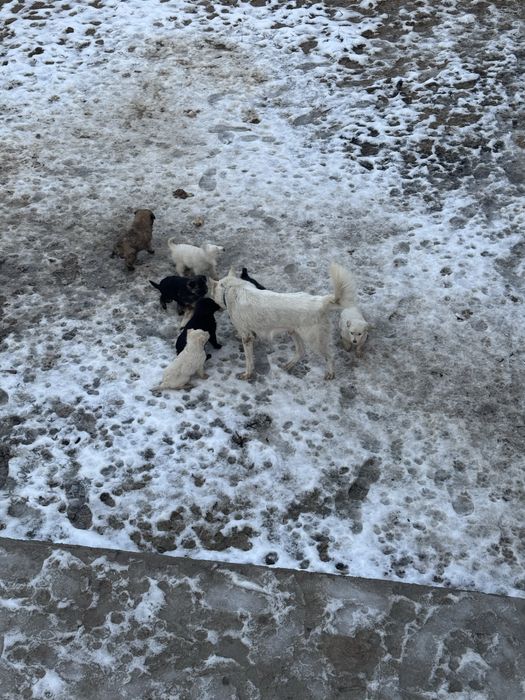 Продам щенков 2 месяца