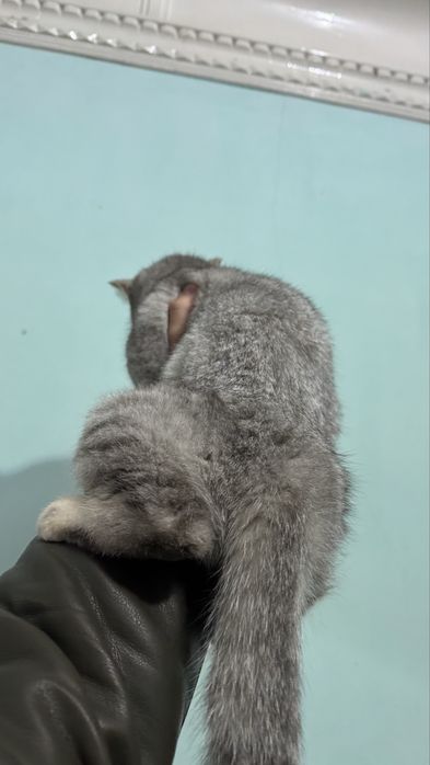 Britanskiy seribristaya shinshilla