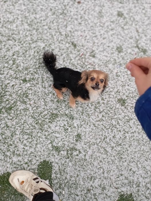 Бесплатно, Ищем мальчика для случки порода китайская чихуахуа