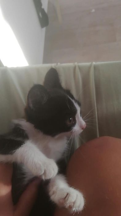 Отдам кошечку котёнок