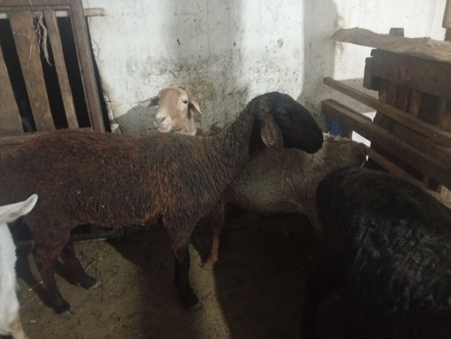 семиз саулық қойлар