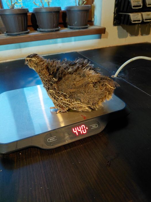 Prepelițe jumbo gold,polare,tibetane și japoneze mari de vânzare