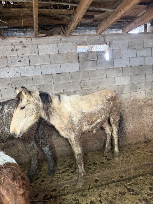 Жақсы жылқылар семіз