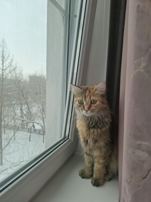 Продам кошку породы Бобтейл