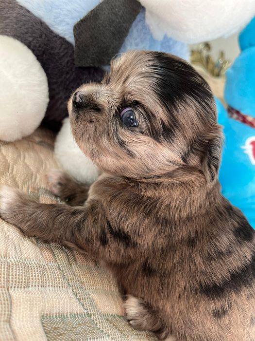 Чихуахуа девочка и мальчик