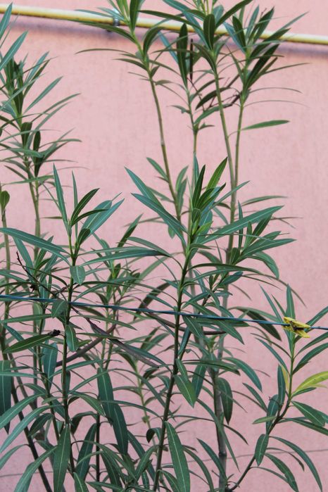Leandru mare în ghiveci – Nerium oleander