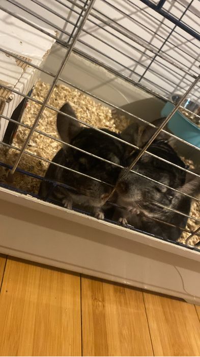 2 Chinchila , cusca , mancare , asternut , etc