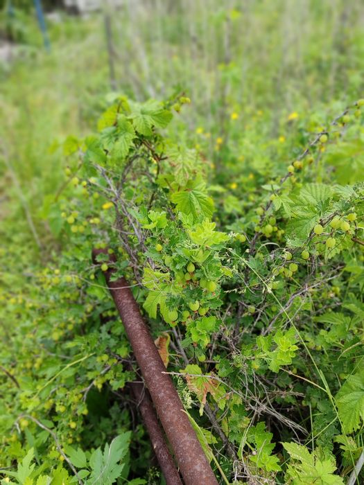 Продам дачу 6 соток