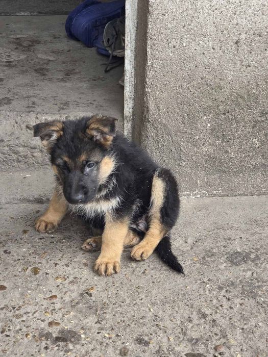 Немска овчарка женска