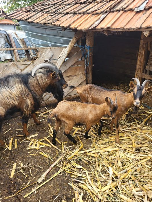 Țapi, capre de vânzare județul Olt