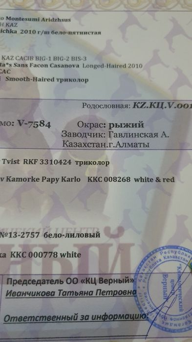 Чихуахуа кобель, вязка.