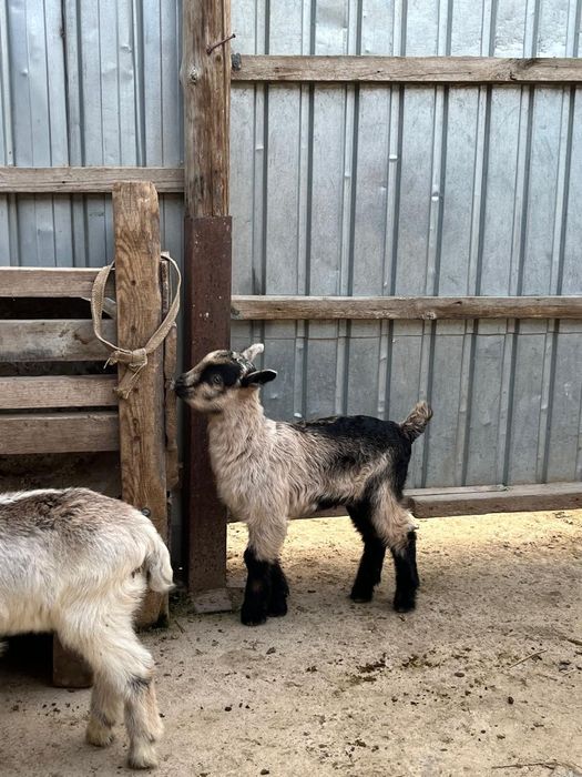 Алып ешкі сатылады