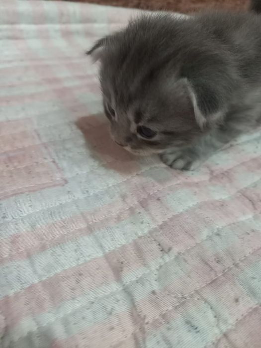 Шотландские котята