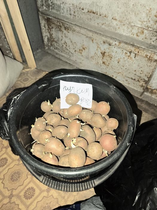 Продам картофель семяной