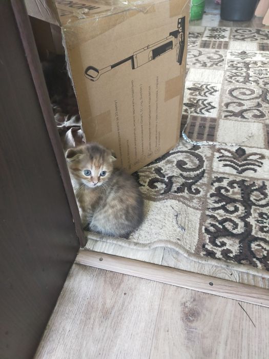 Отдам котят в добрые руки