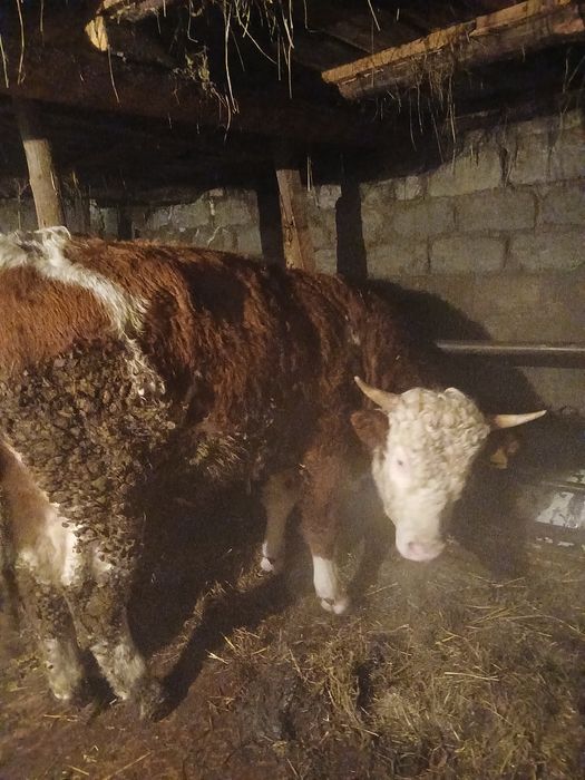Продам быка на племя. Чистый симментал.
