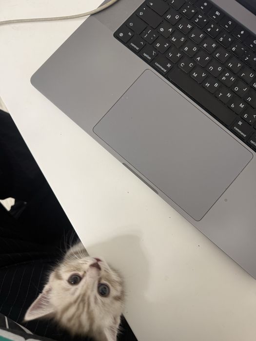 Котенок Скоттиш страйт