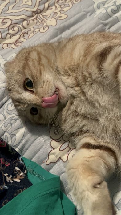 Шотландская вислоуха