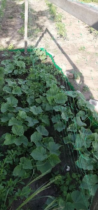 продам дачу Ближнее Белое