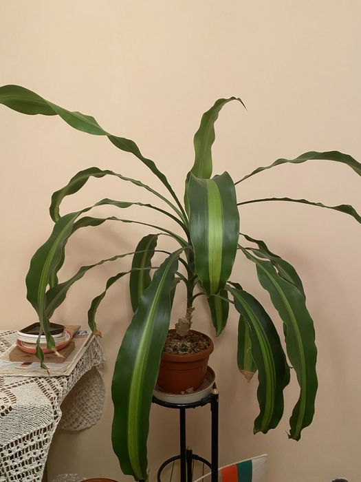 Красиво дърво Драцена, 2 броя 130см и 80 см височини