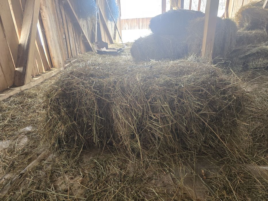 Baloti de fan,nepoluati