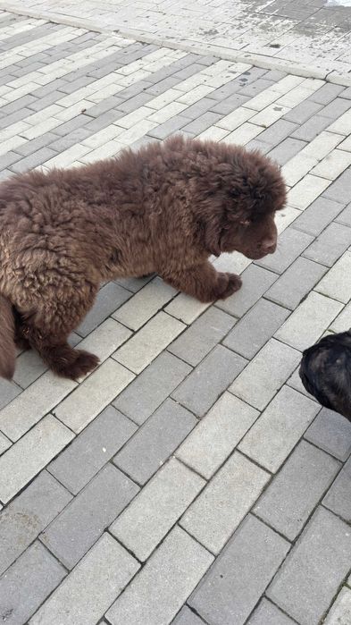 vand Terranova baiat