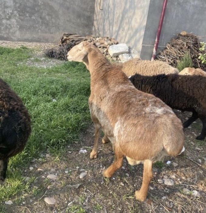 Бараны кучкары продаются куй кучкорлар сотилади