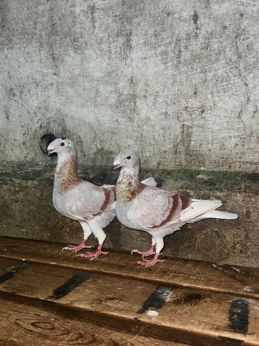 Продам голубей немцов