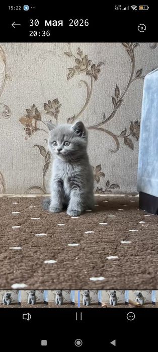 СКОТТИШ ФОЛД  Skottish fold