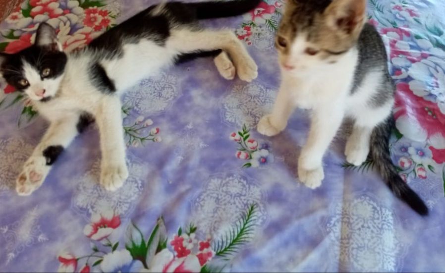 Отдам котят в добрые руки