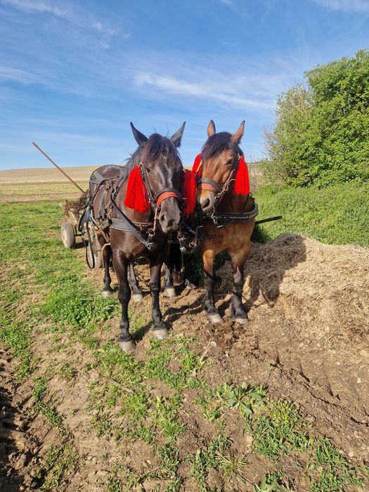 De vânzare două iepe rosia 5 ani si neagra 2 ani si 4 luni.