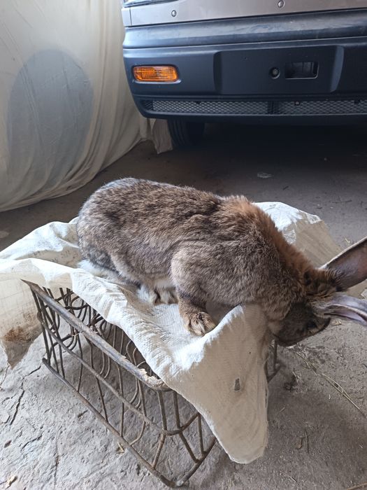 Falander nar quyon sotiladi