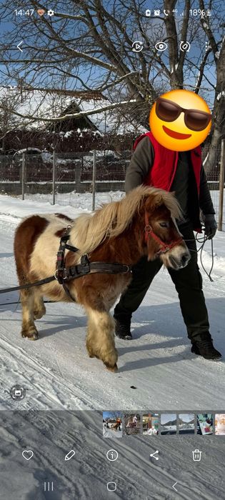 Ponei  de 4 ani  castrat