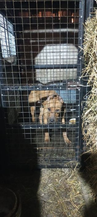 Продам щенка Стаффорд кобель