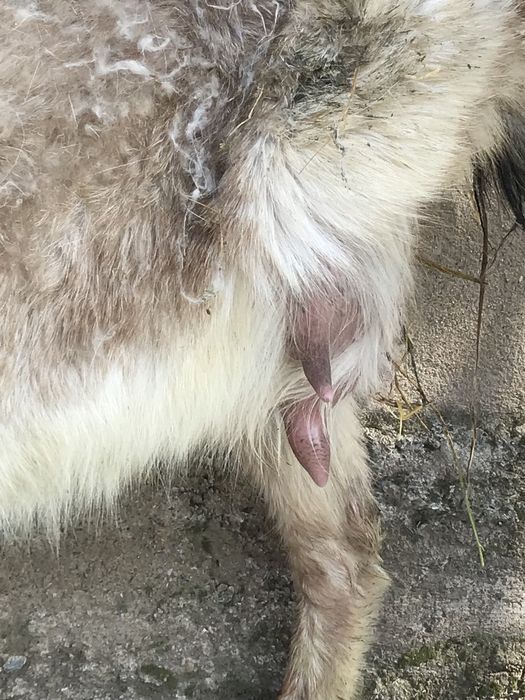 Альпи ешкі лақтарымен