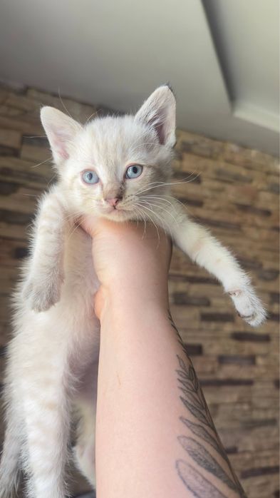 Продам котят в добрые руки