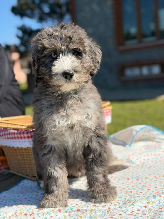 Bernedoodle/ Labradoodle