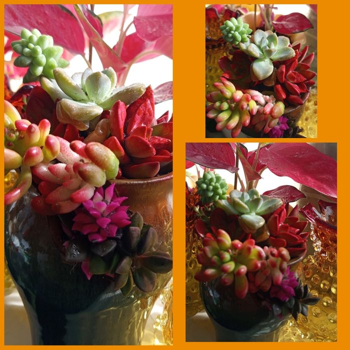 Комнатные цветы , цветущие