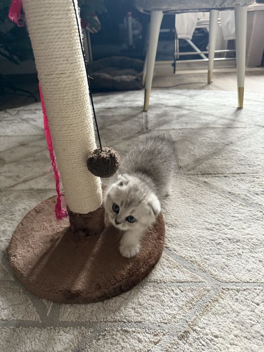 Вислоухий котенок