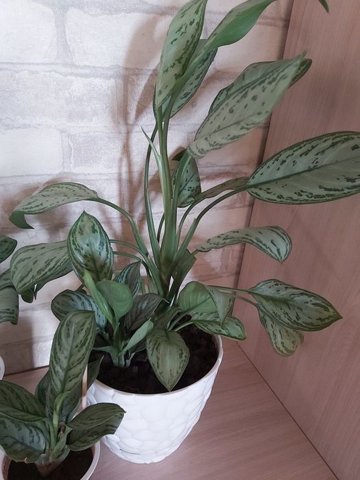 Комнатные цветы Аглаонема филодендрон Бирки