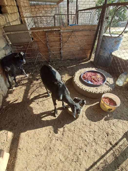 Сауын ешки, лактар сатылады