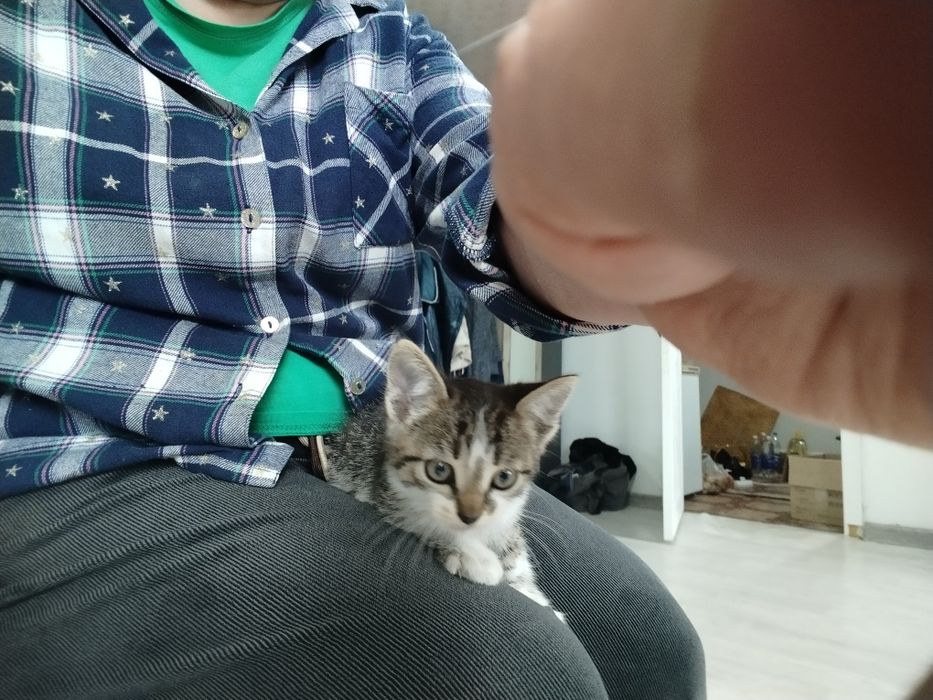 отдам котят девочек и мальчиков