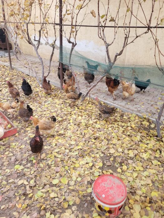 Продаются куры..