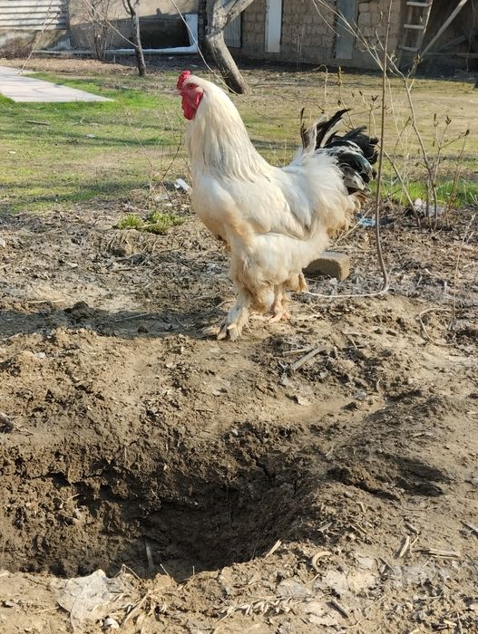 Қораз гарантия 100%