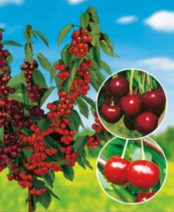 Pomi Fructiferi Duo ( VISIN )